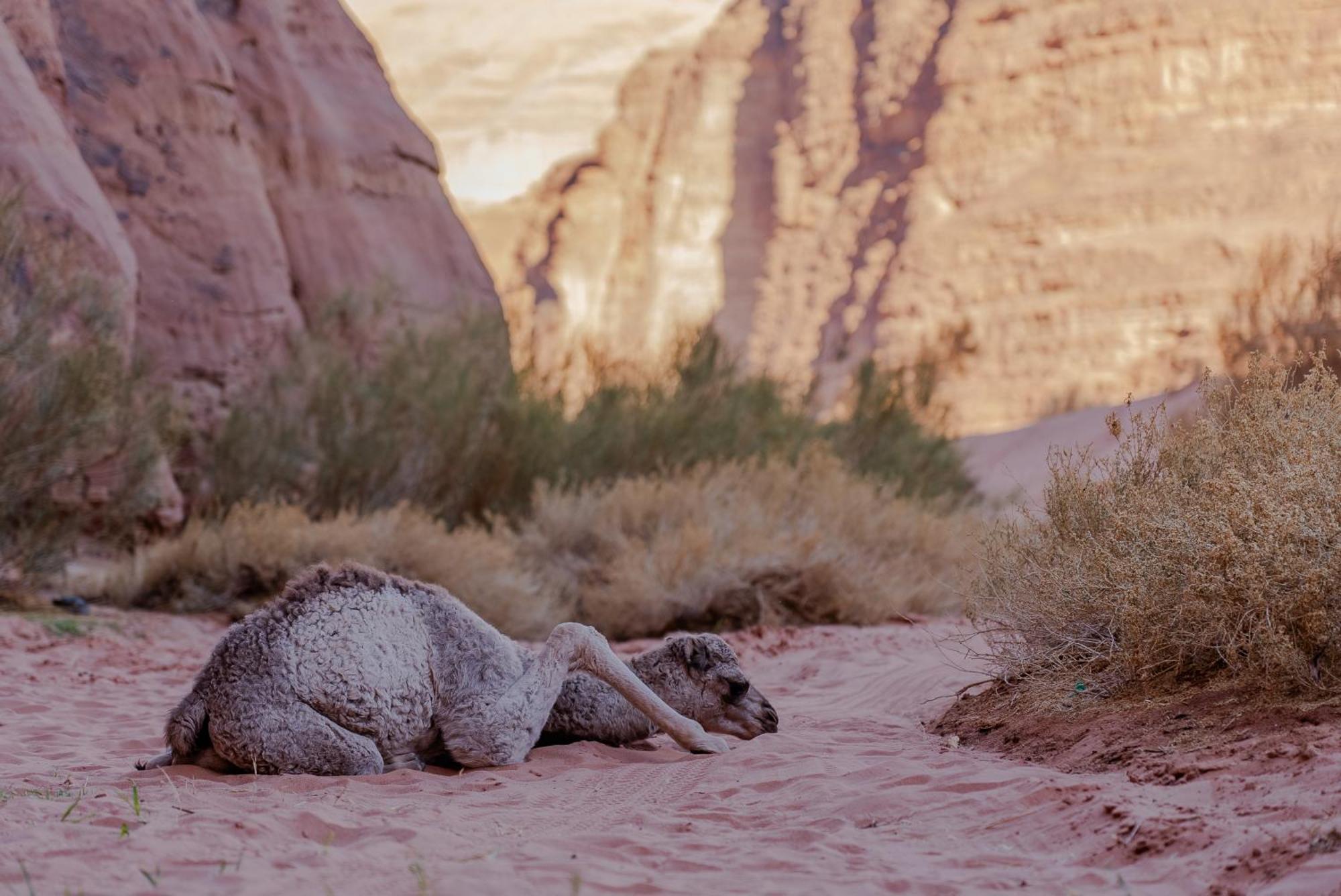 Oblivion Camp Hotel Wadi Rum Luaran gambar